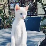 O Casa *