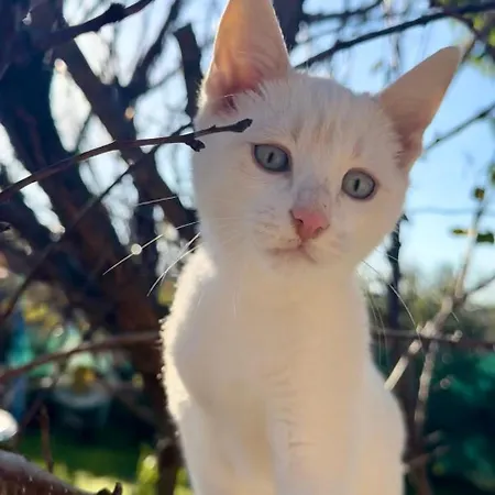 O Casa Prázdninový dům Douăzeci şi Trei August