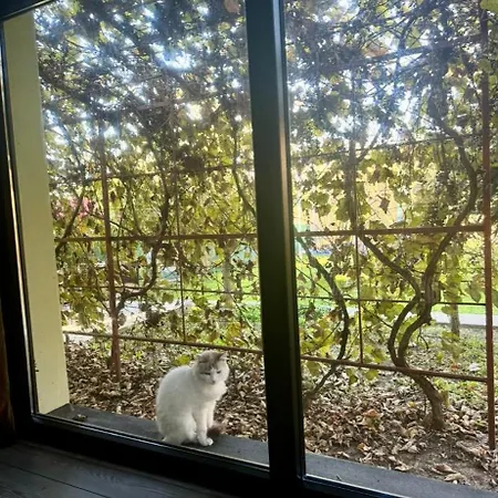 O Casa 別荘